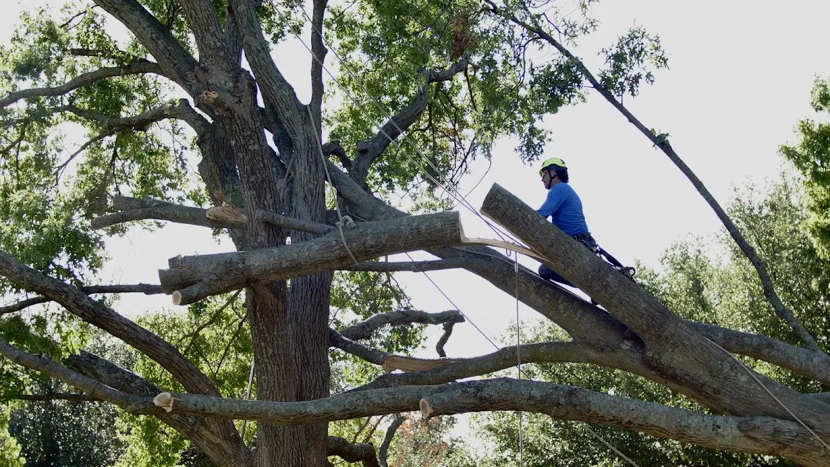 Professional Crown Thinning performed by certified arborists in Lander